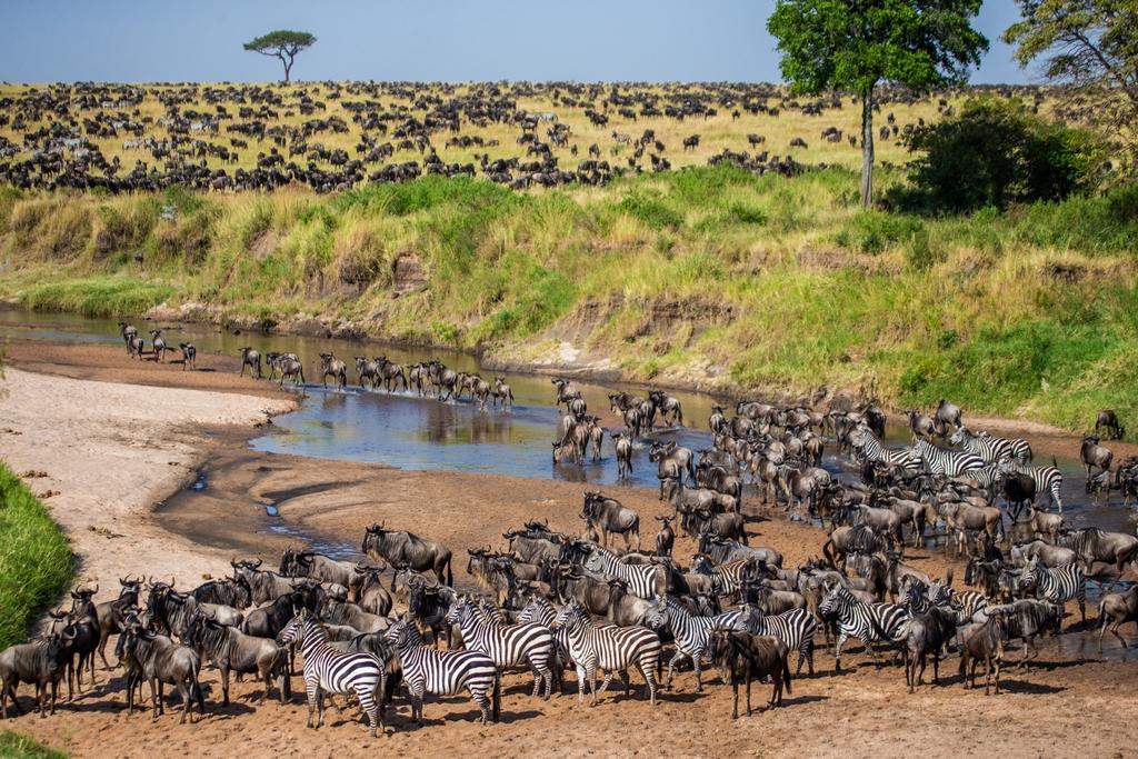 Tanzania Serengeti Migration