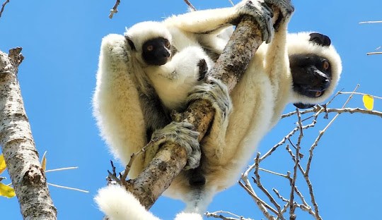 Madagascar Wildlife Discovery