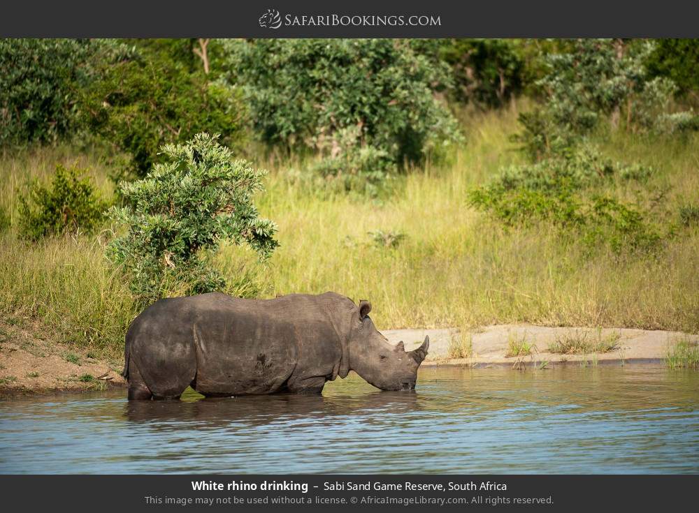 Sabi Sands Luxury Safari